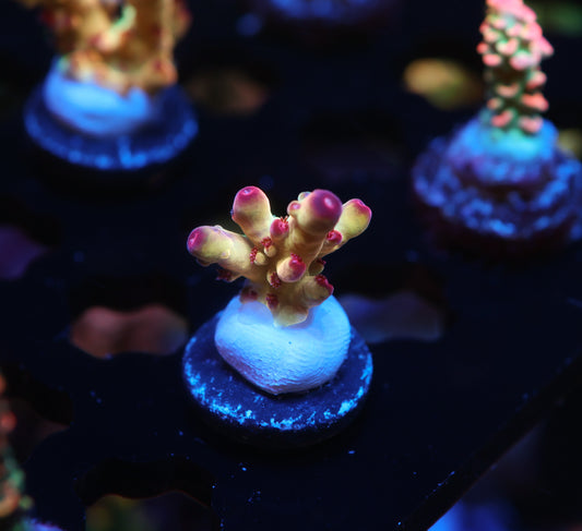 5AC Tusi's Granulosa