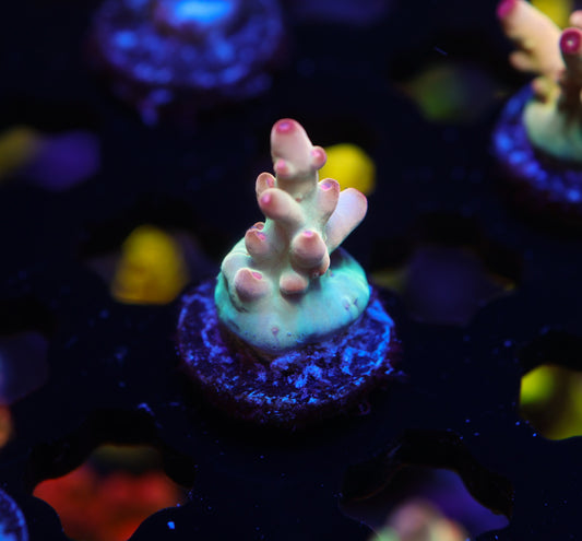 5AC Betty Boop Granulosa