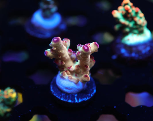 5AC Tusi's Granulosa