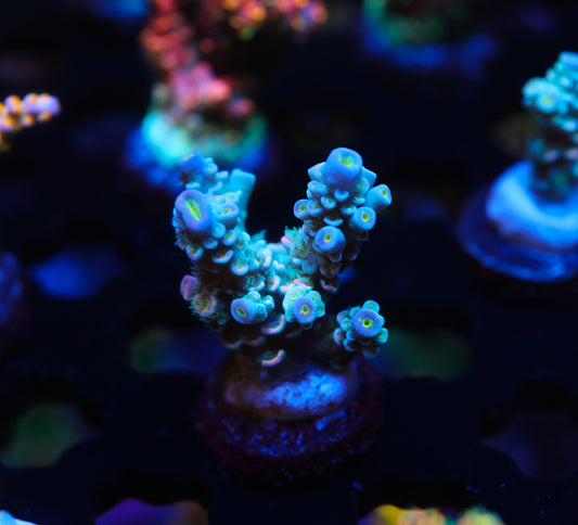 BK Chem Cotton Candy (Chunky)