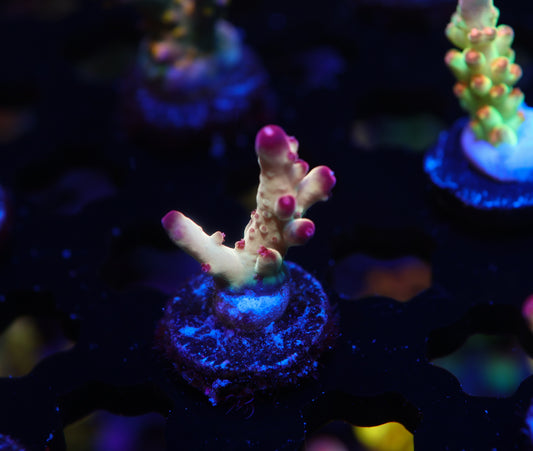 5AC Tusi's Granulosa