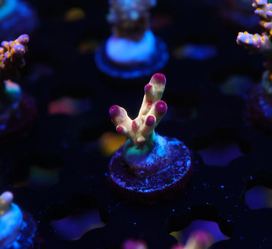 5AC Tusi's Granulosa