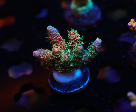 5AC Ham Wallet Milli