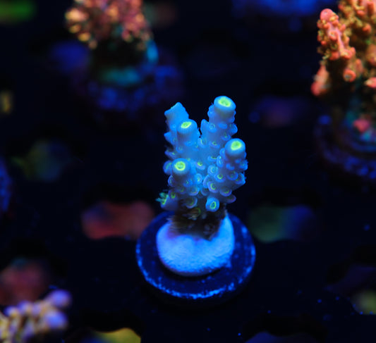 5AC Goofy Homewrecker