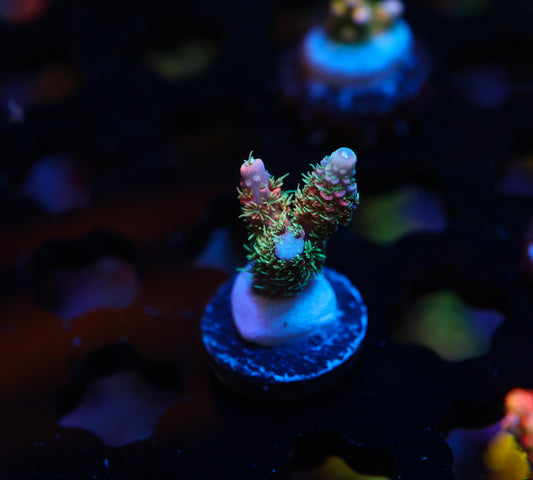 5AC Ham Wallet Milli