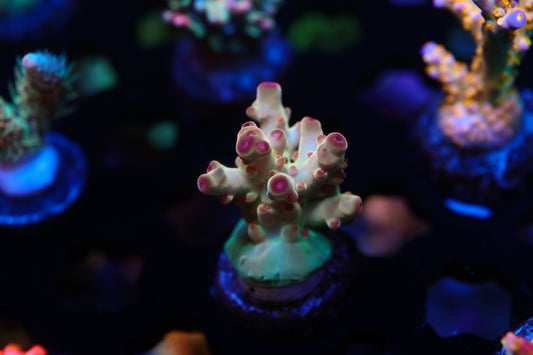 5AC Betty Boop Granulosa