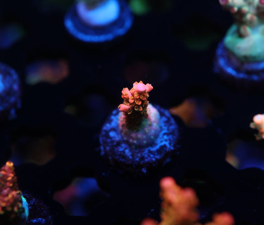 5AC Tangerine Dream (nubby