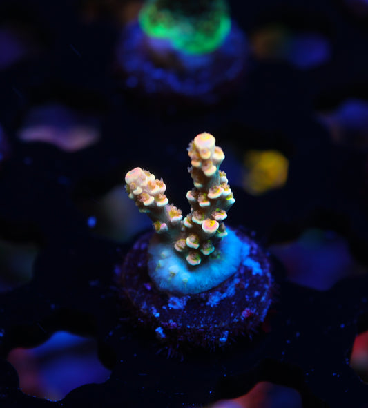 5AC Goofy Homewrecker