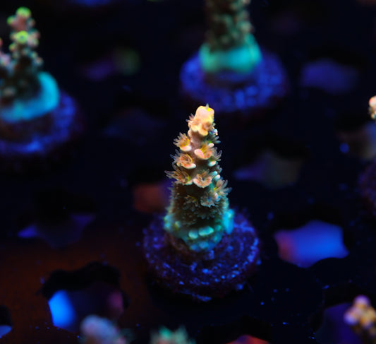 5AC Goofy Homewrecker