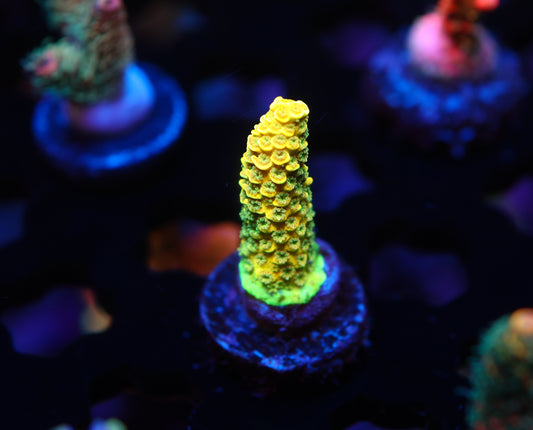 Rainbow Splice (green)