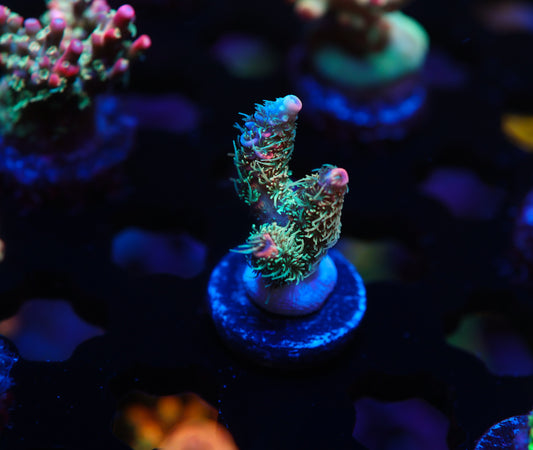 5AC Ham Wallet Milli