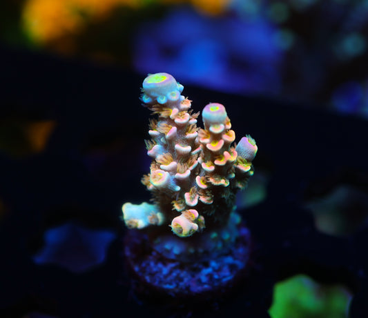 5AC Clown College Tennis