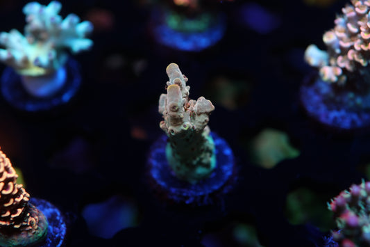 5AC Red Devil nasuta