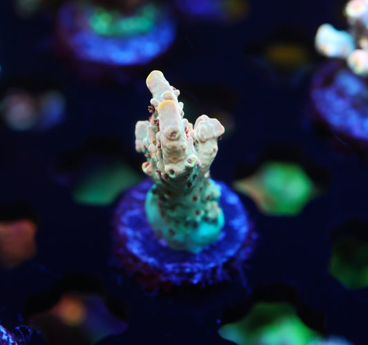 5AC Red Devil Nasuta