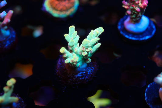 5AC Raphael Speciosa