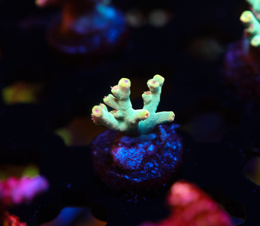 5AC Raphael Speciosa