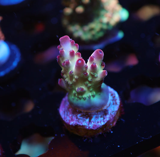 5AC Rainbow Treasure