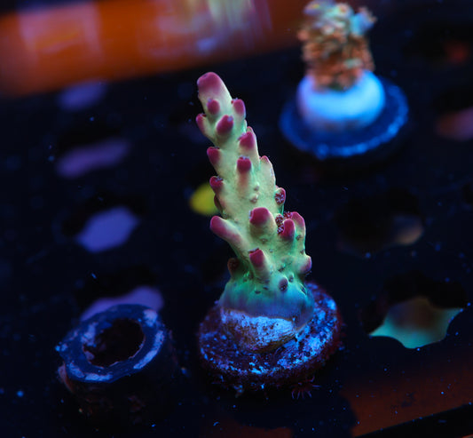 5AC Rainbow Treasure