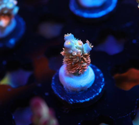 5AC Clown College Tennis