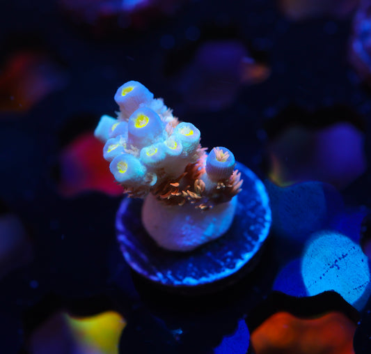 5AC Clown College Tenuis