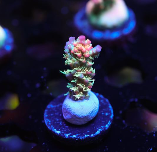 5AC Confetti