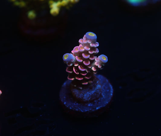 5AC -WWC Pink Panther