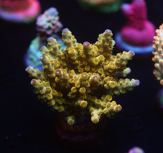 5AC -TJM Lucky Charms (chunk)