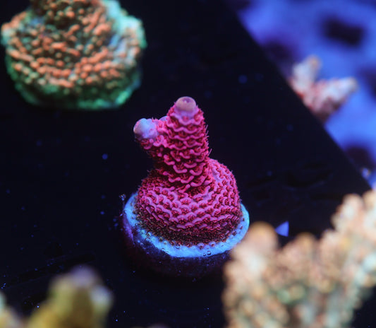 5AC -TGC Redwing Milli