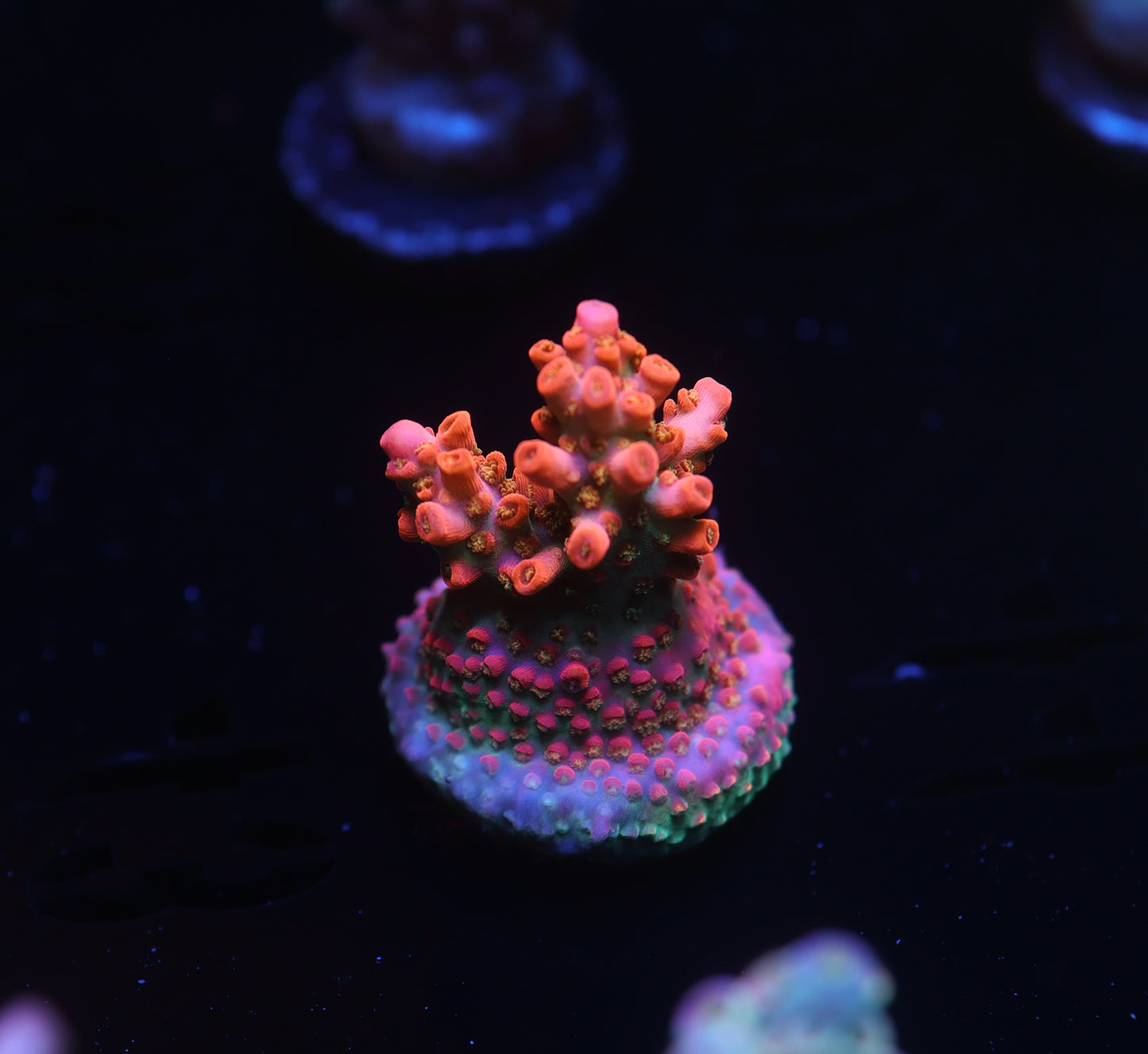 5AC -CB Tangerine Dream