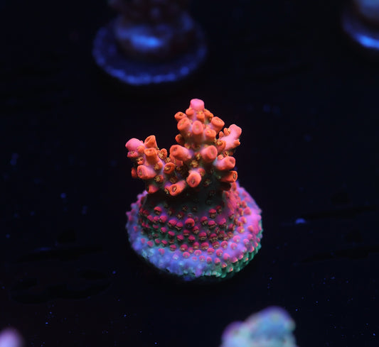 5AC -CB Tangerine Dream