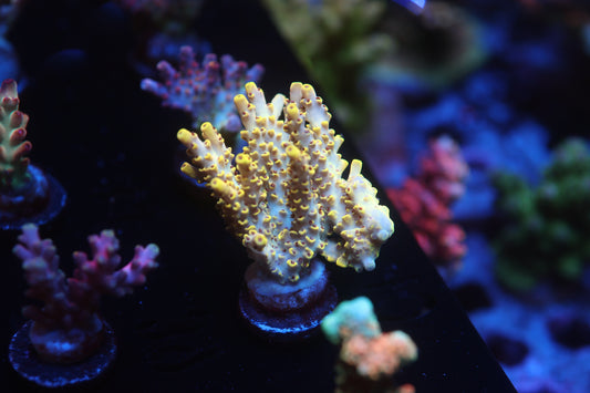 5AC -RRA Wolverine (chunk)