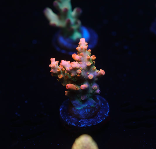 5AC -CB Tangerine Dream