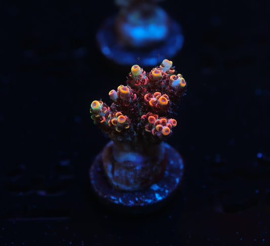 5AC -TSA Carolina Reaper