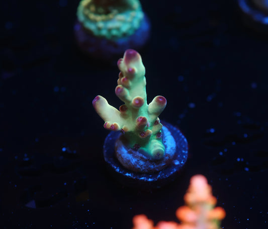 5AC -Tusi's Granulosa