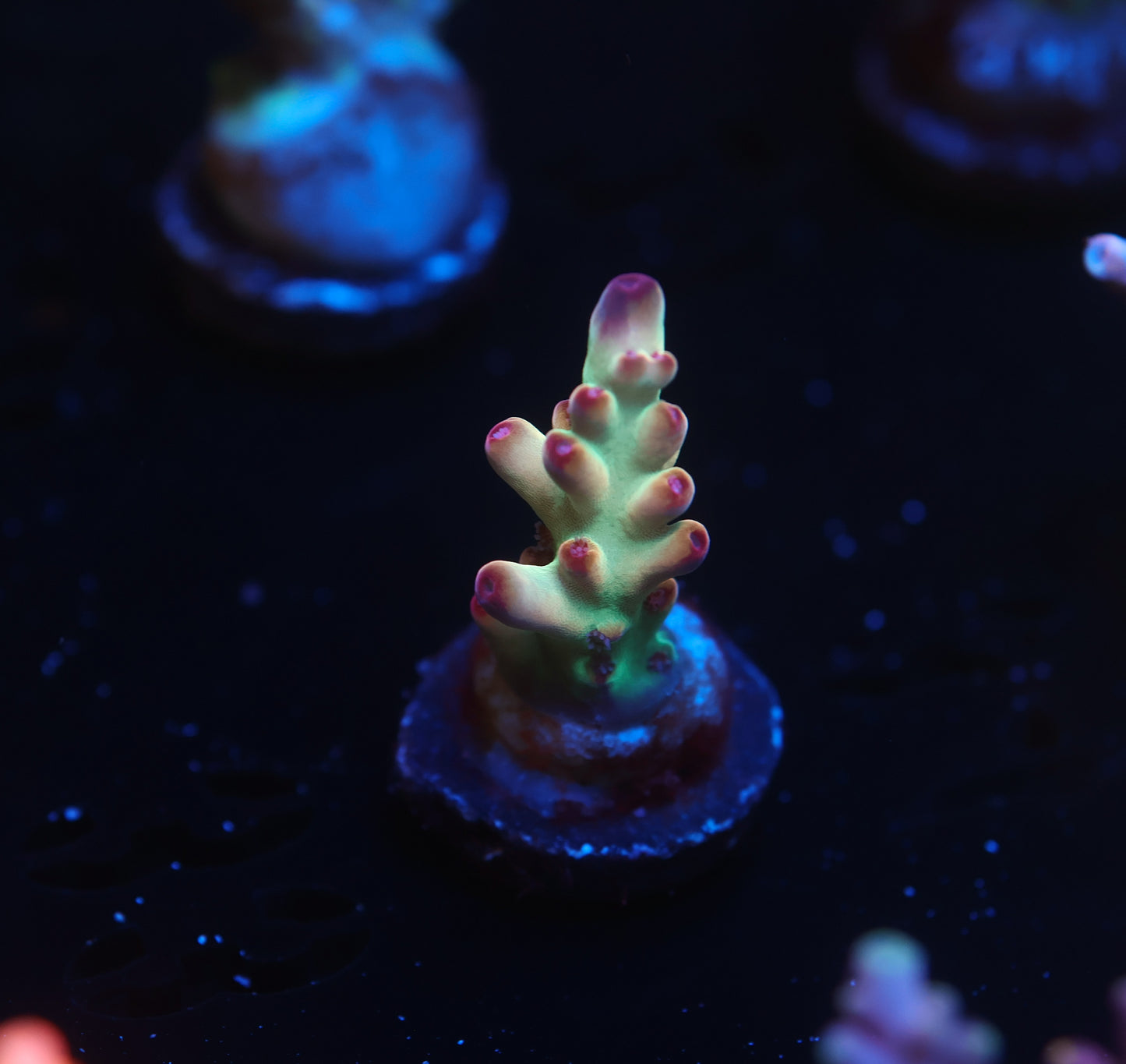 5AC -Tusi's Granulosa