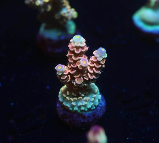 5AC -POTO Goofy Homewrecker