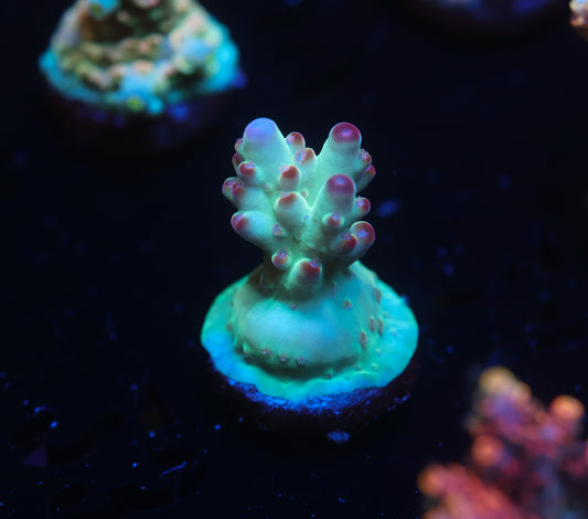 5AC Betty Boop Granulosa