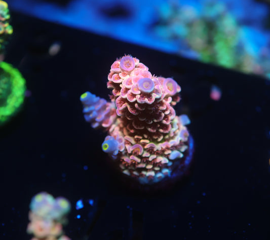 5AC -WWC Pink Panther