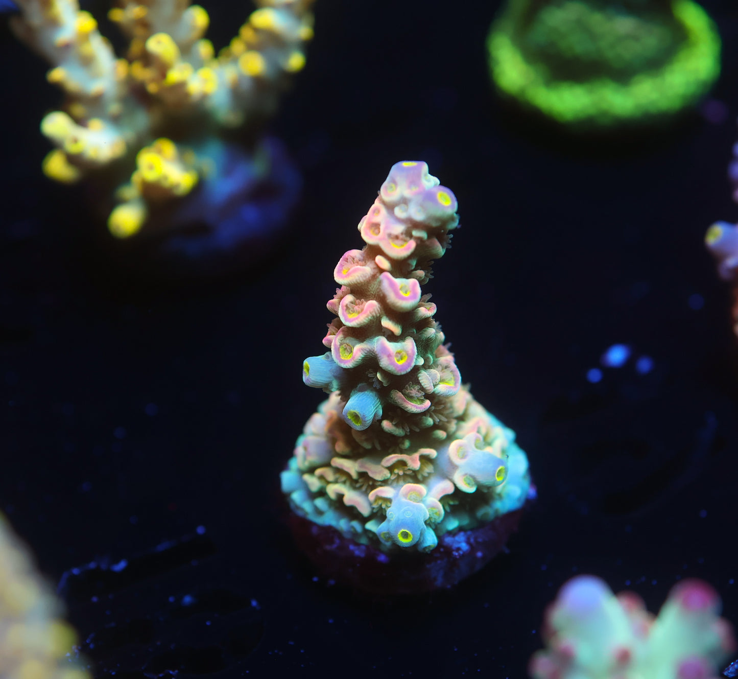 5AC -POTO Goofy Homewrecker