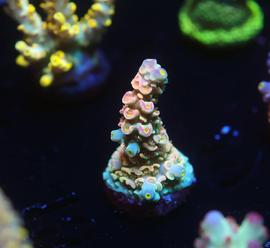 5AC -POTO Goofy Homewrecker