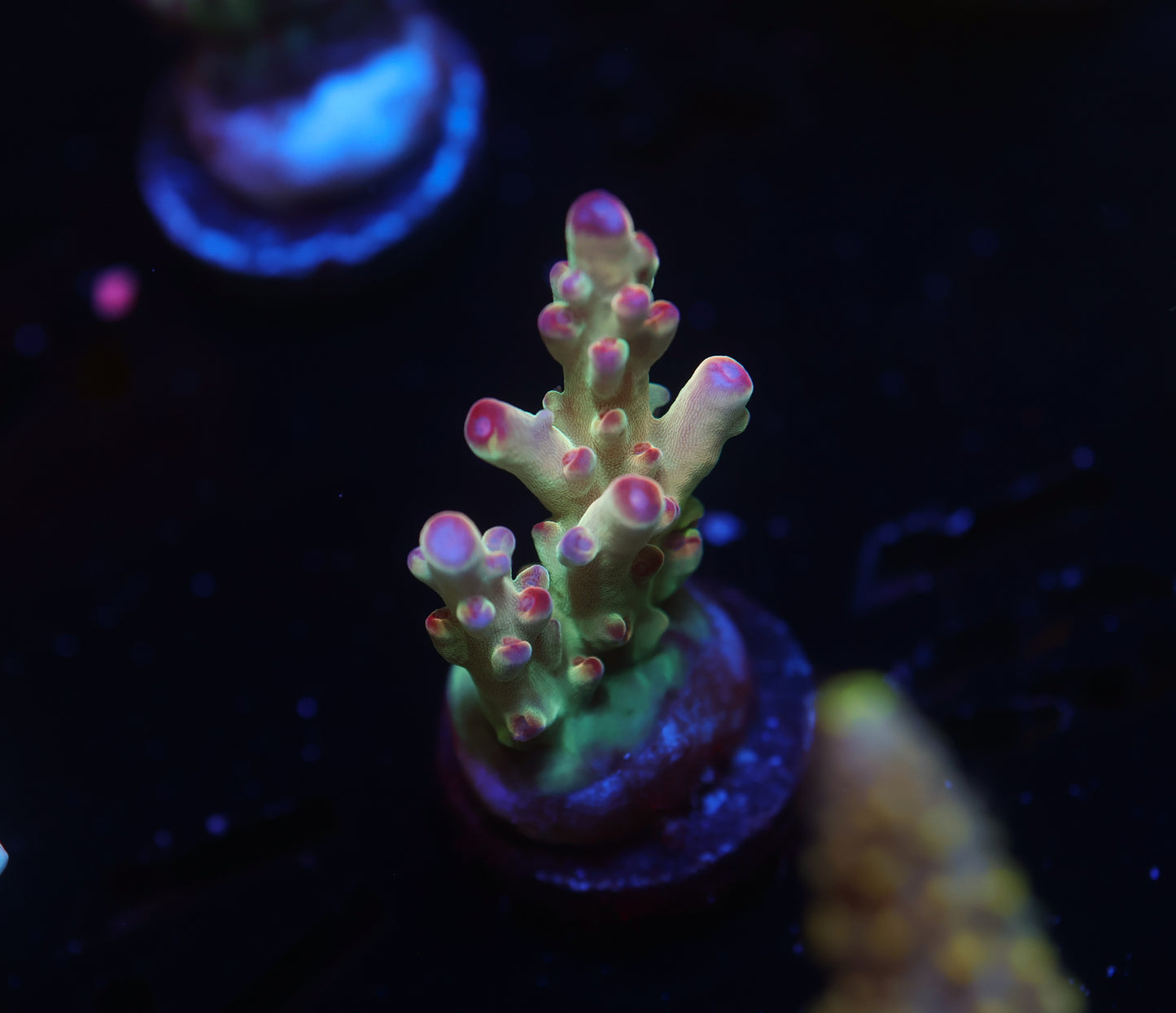 5AC -Tusi's Granulosa