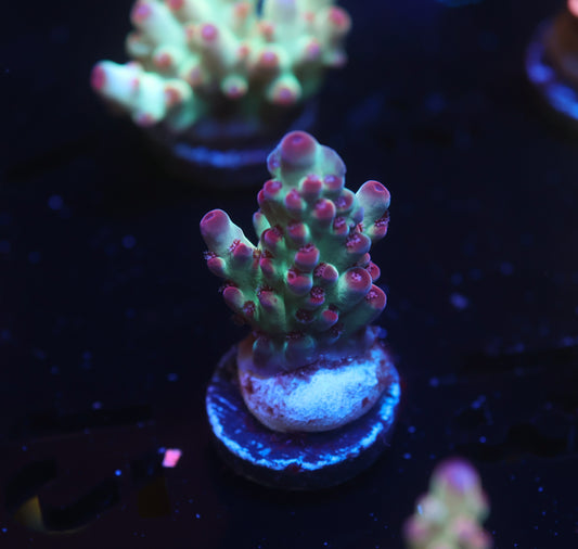 5AC Rainbow Treasure