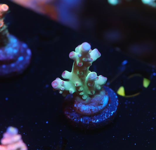 5AC Betty Boop Granulosa