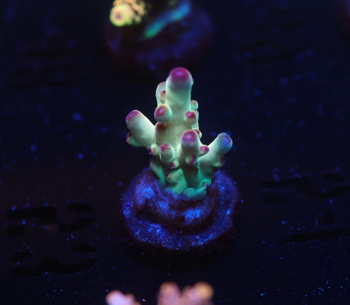 5AC -Tusi's Granulosa