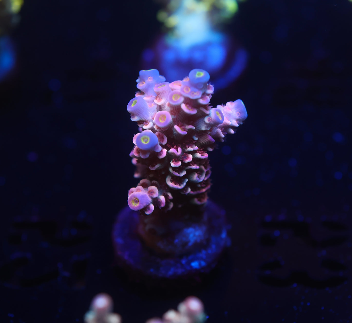 5AC -WWC Pink Panther