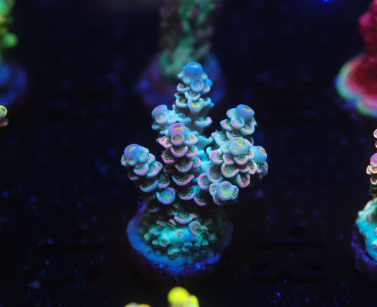 5AC -BK Chem Cotton Candy