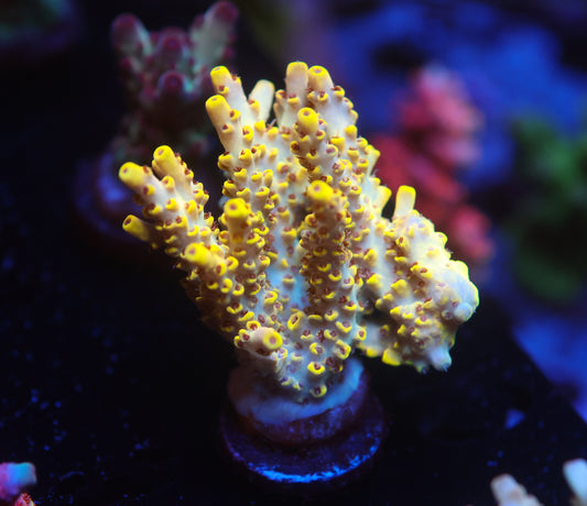 5AC -RRA Wolverine (chunk)