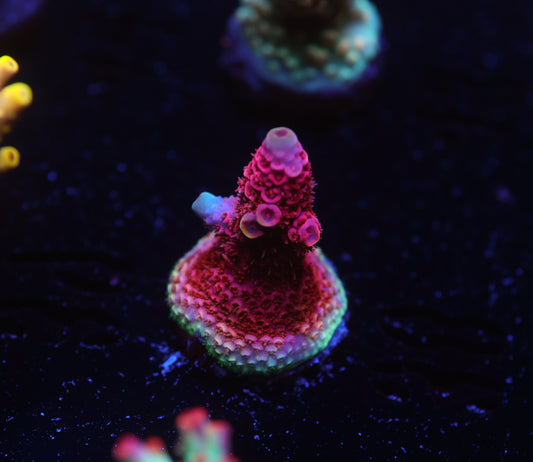 5AC -TGC Redwing milli