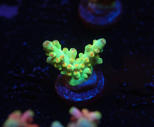 5AC -WWC Budgie Smuggler