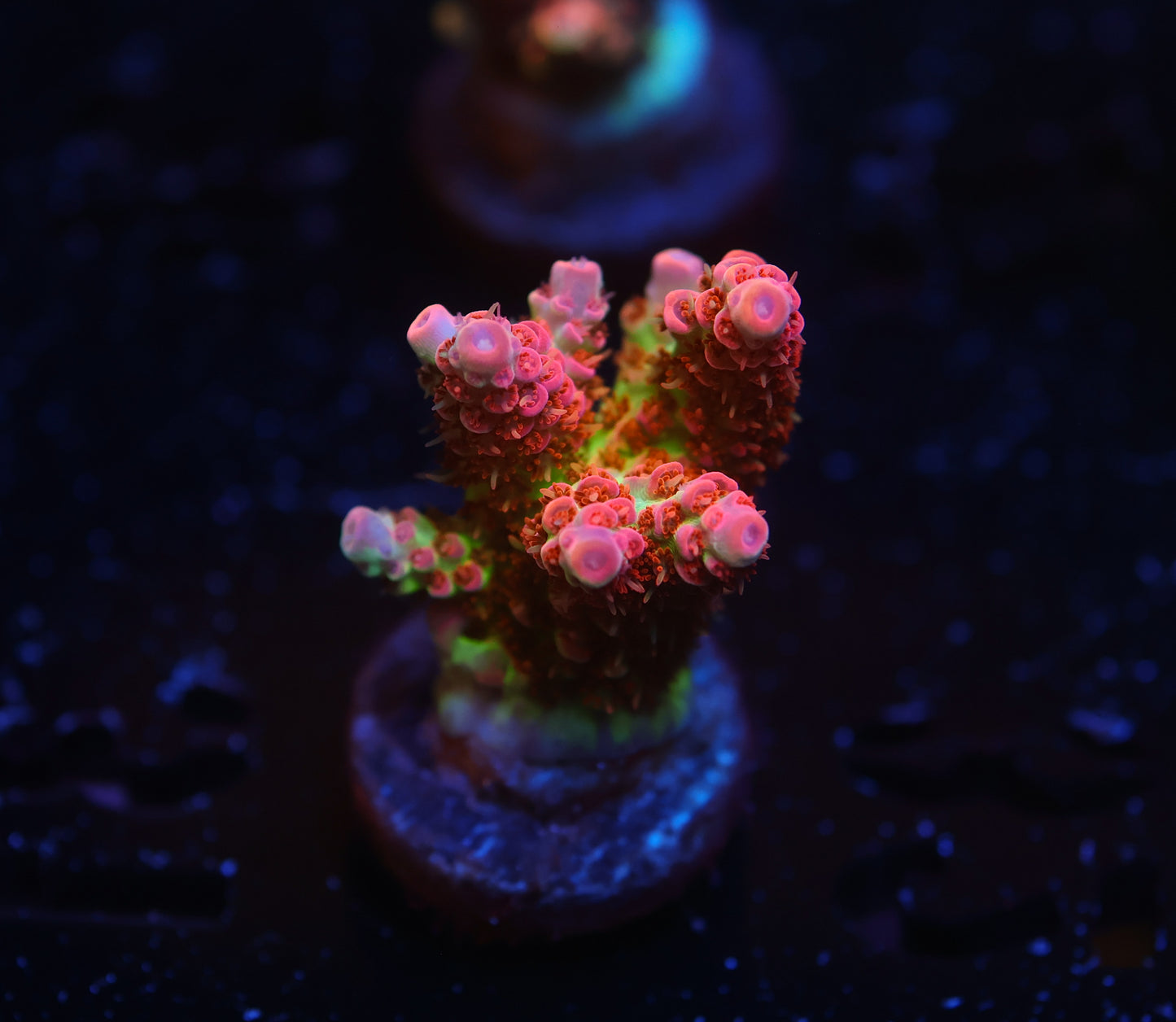 5AC -TSA Princess Peach